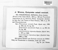 Pseudopeziza repanda image